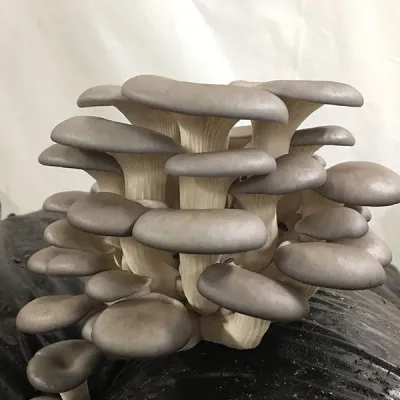 Oyster Mushroom Sawdust Spawn - (Pleurotus spp.) - 5lb - Image 4