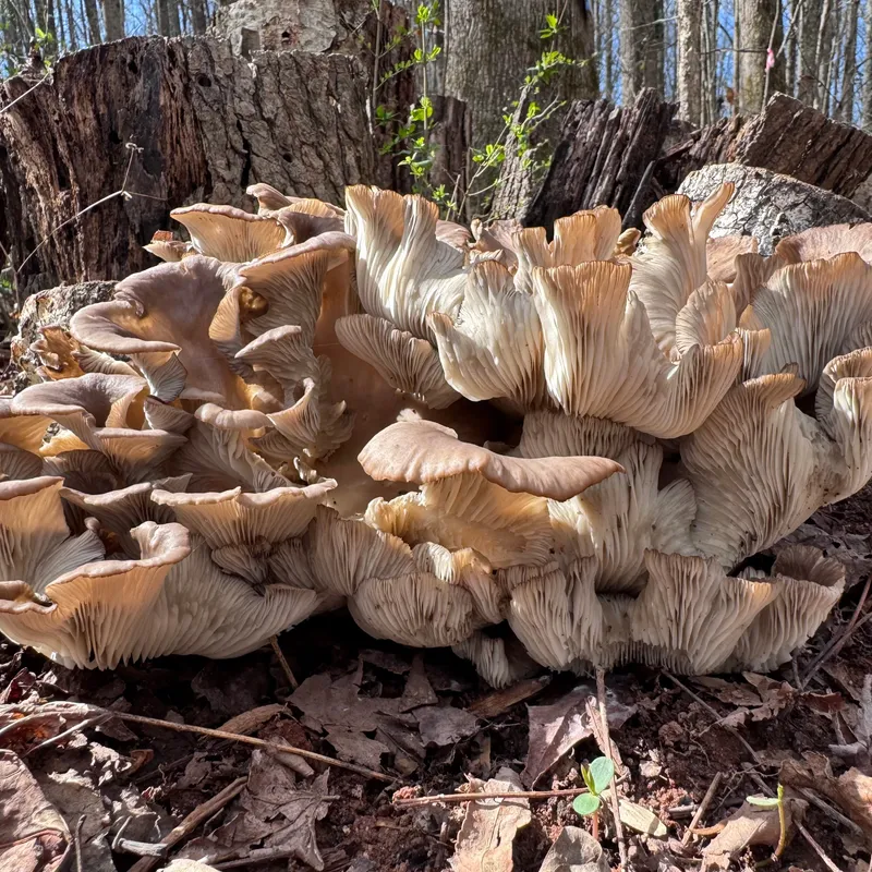Oyster (Pleurotus spp.) Mushroom Fruiting Logs - Product Image