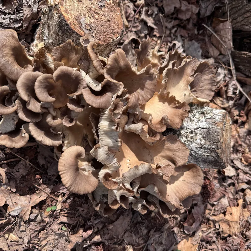 Oyster (Pleurotus spp.) Mushroom Fruiting Logs - Image 2