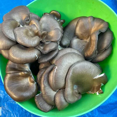 Oyster (Pleurotus spp.) Mushroom Fruiting Logs - Image 3