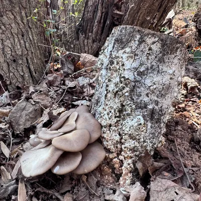 Oyster (Pleurotus spp.) Mushroom Fruiting Logs - Image 4