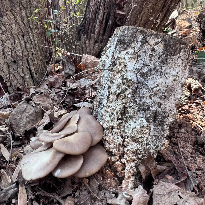 Oyster (Pleurotus spp.) Mushroom Fruiting Logs - Image 4