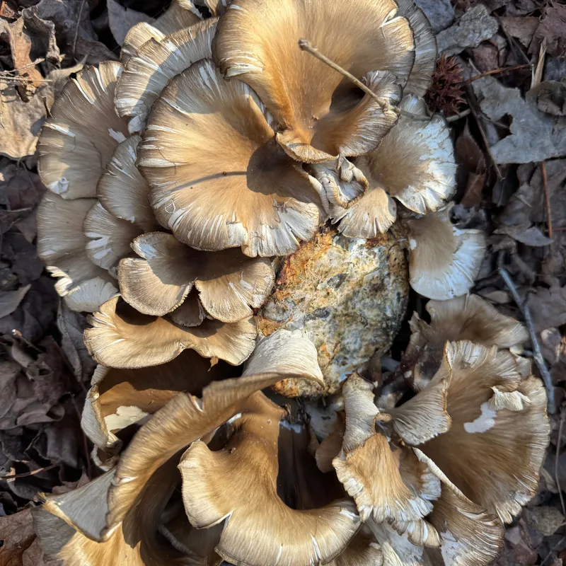 Oyster (Pleurotus spp.) Mushroom Fruiting Logs - Image 5