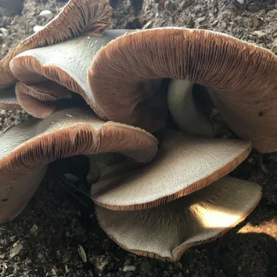 Paddy Straw "Horse Straw” Sawdust Spawn - (Volvariella volvacea) - 5lb - Image 2