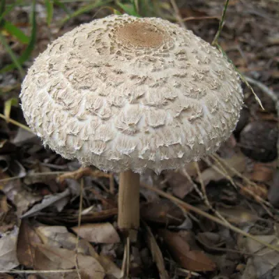 Parasol - (Amerilepiota procera) - 5lb - Product Image
