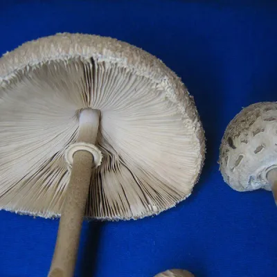 Parasol - (Amerilepiota procera) - 5lb - Image 2