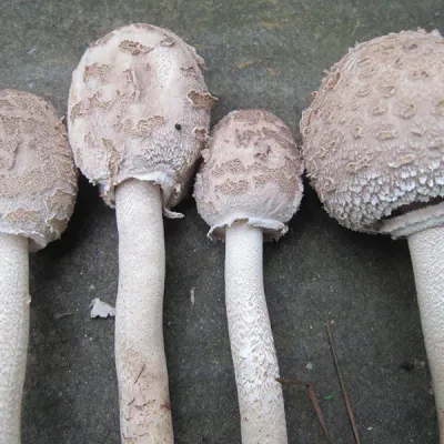 Parasol - (Amerilepiota procera) - 5lb - Image 3