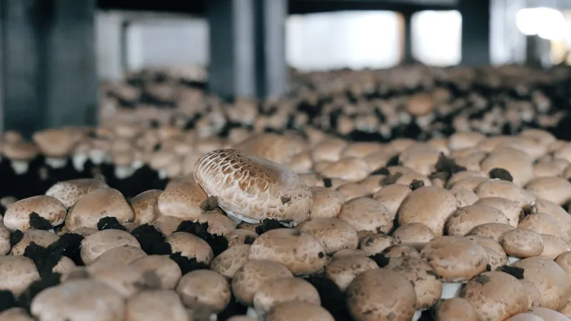 Close-up view of cultivated button mushrooms growing in an indoor farm environment