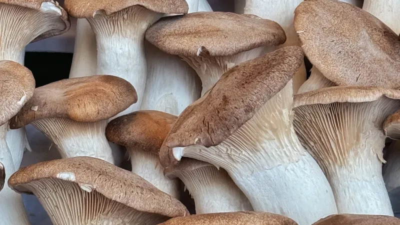 Close-up of fresh King Oyster mushrooms at a Berlin market showcasing natural textures and tones.