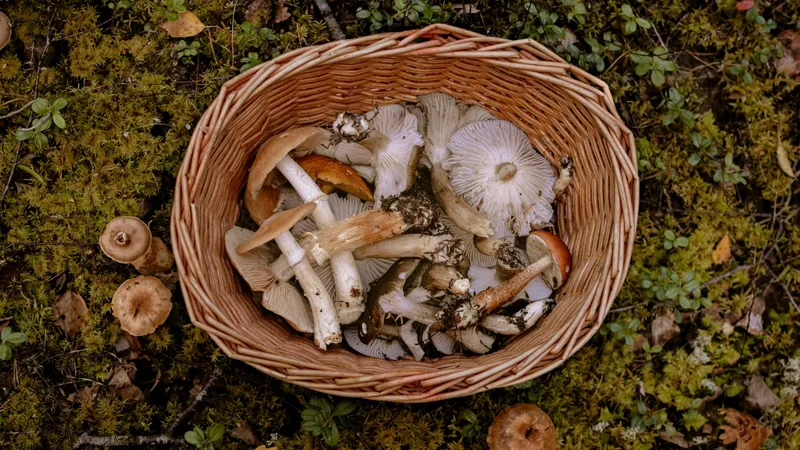 functional mushrooms in a wicker basket