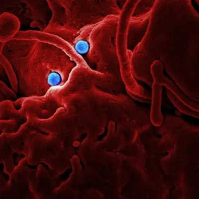 blood cell and virus