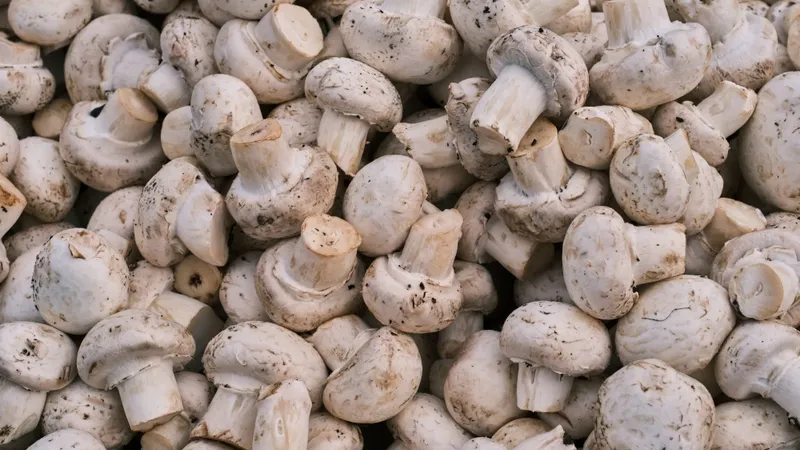 A top view of fresh organic white mushrooms, showcasing their natural texture