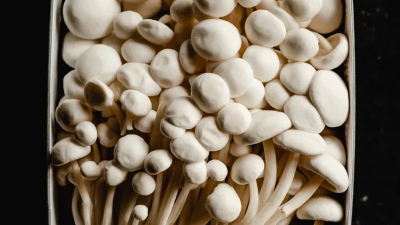 A close-up of fresh enoki mushrooms arranged in a packaging box, highlighting their unique texture.
