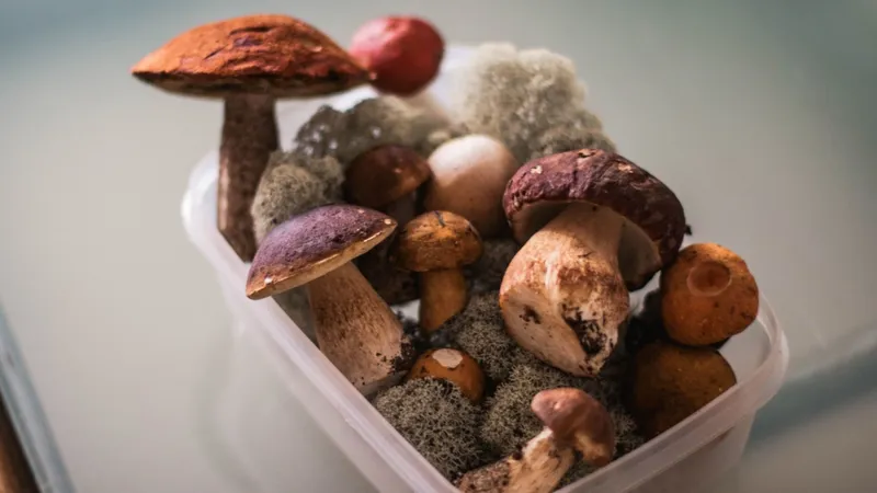A variety of edible mushrooms in a clear plastic box, showcasing a fresh harvest