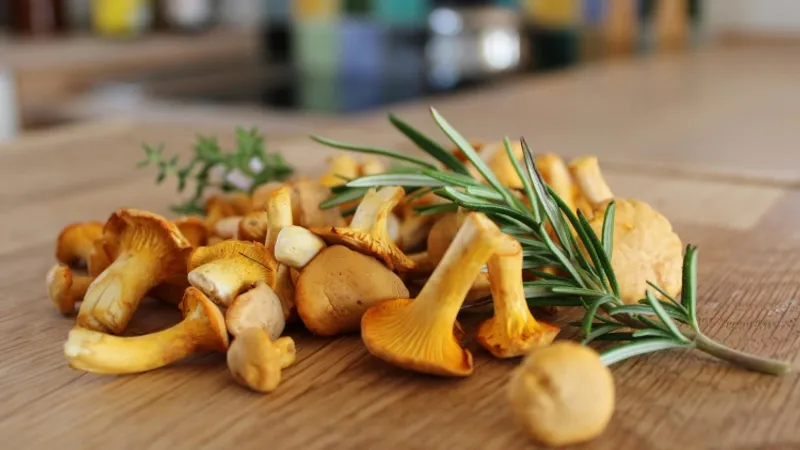 Close-up of delicious Chanterelle functional mushrooms