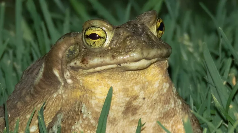 Detailed night-time close-up of a toad resting in grass, showcasing nocturnal wildlife.