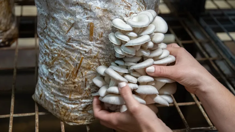 Close-up of hands harvesting oyster mushrooms from a substrate in an indoor farm