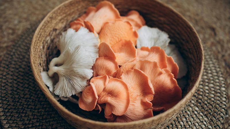 Functional and culinary mushrooms in a basket