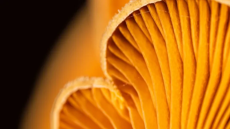 Underside of a mushroom showing its gills