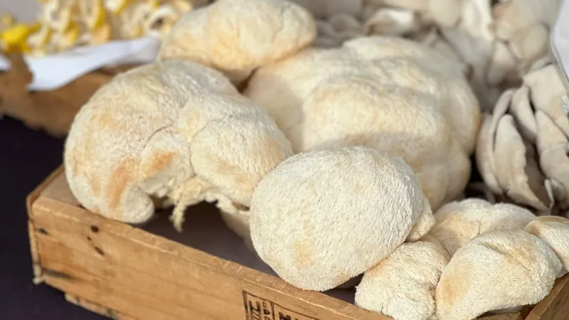 Lion's Mane Mushroom on sale