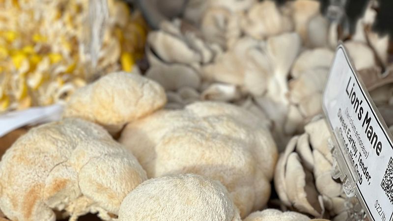 Lion's Mane Mushroom on sale