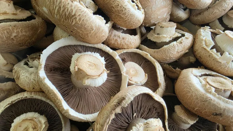 Pile of fresh portobello mushrooms showcasing rich texture and gills