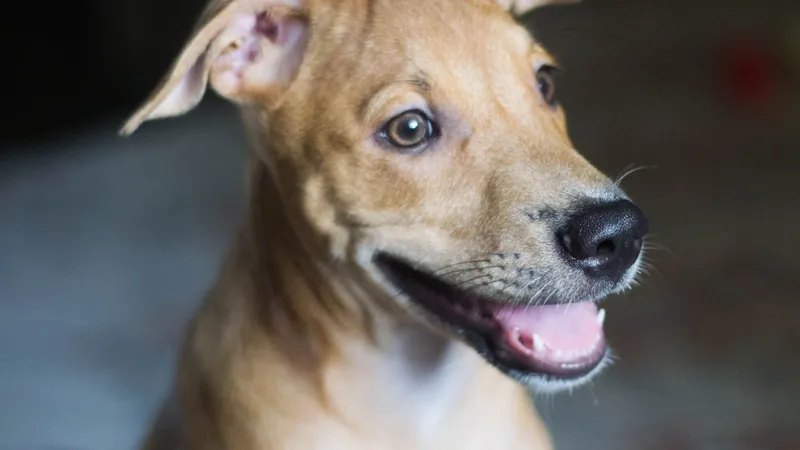 Close-up of a happy brown dog indoors with ears perked up and mouth open