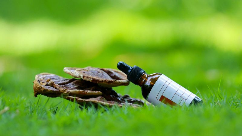 Reishi Mushroom and tincture bottle