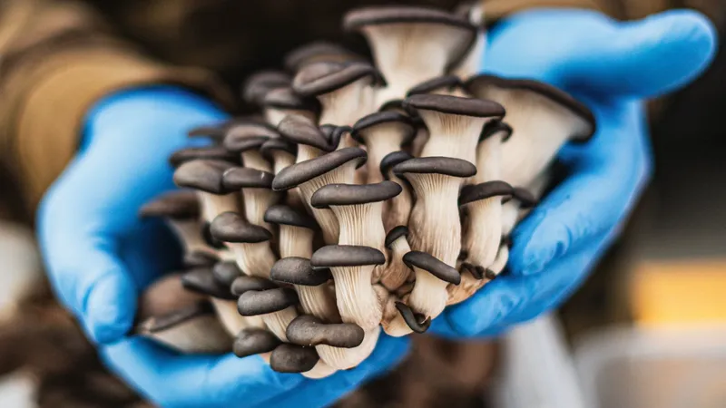 Fresh oyster mushrooms held with gloves, showcasing organic produce at a farmer's market in Morro Bay.
