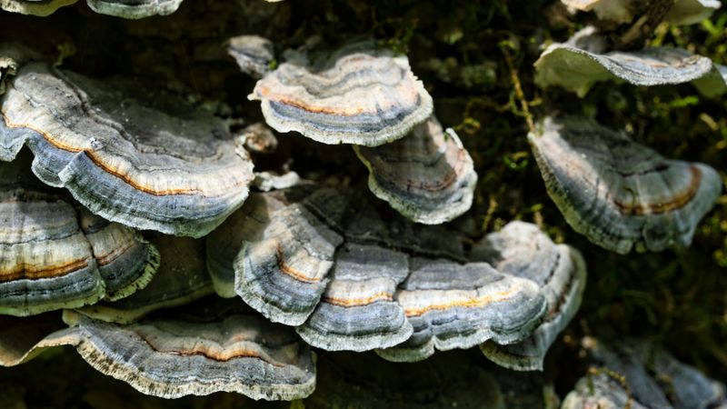 Turkey tail functional mushroom