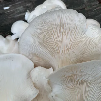 Phoenix Oyster MycoGarden Fruiting Kit - (Pleurotus pulmonarius) - Product Image