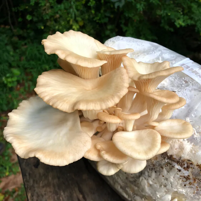 Phoenix Oyster MycoGarden Fruiting Kit - (Pleurotus pulmonarius) - Image 2