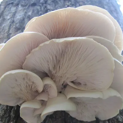 Phoenix Oyster MycoGarden Fruiting Kit - (Pleurotus pulmonarius) - Image 3