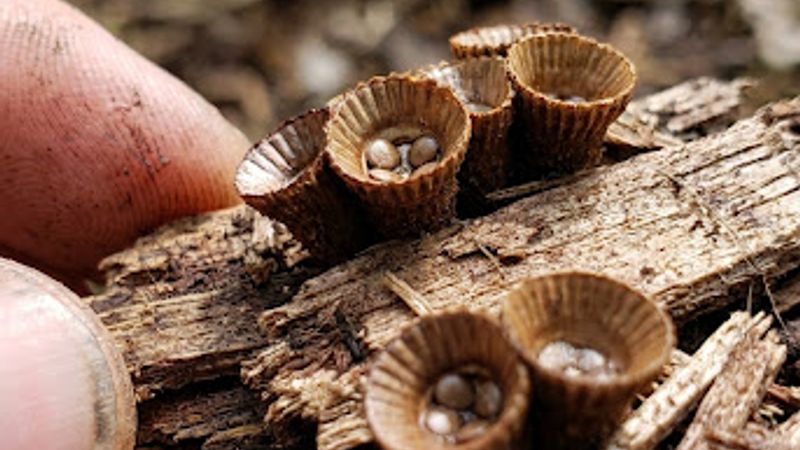 macro mushroom mushroom-only photography