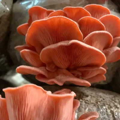 Pink Oyster MycoGarden Fruiting Kit - (Pleurotus ostreatus) - Product Image