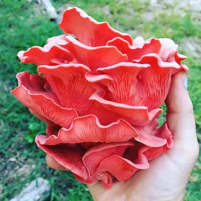 Pink Oyster MycoGarden Fruiting Kit - (Pleurotus ostreatus) - Image 2