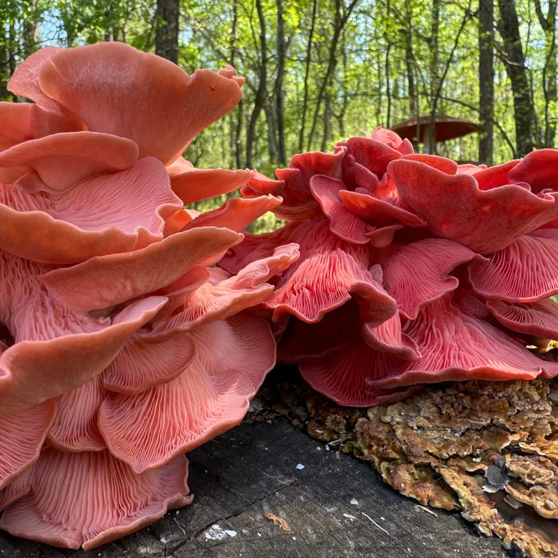 Pink Oyster MycoGarden Fruiting Kit - (Pleurotus ostreatus) - Image 3