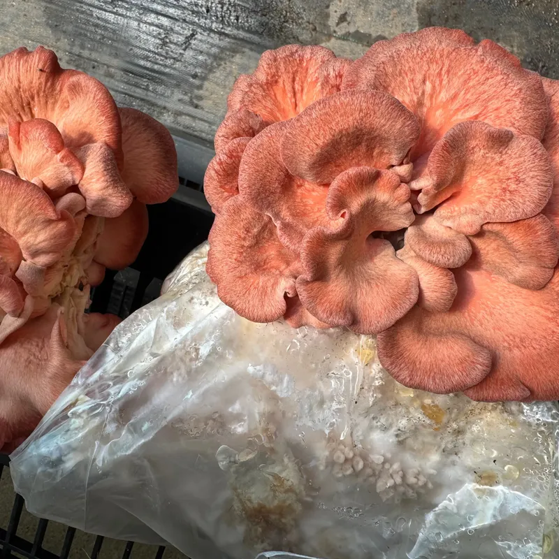 Pink Oyster MycoGarden Fruiting Kit - (Pleurotus ostreatus) - Image 4