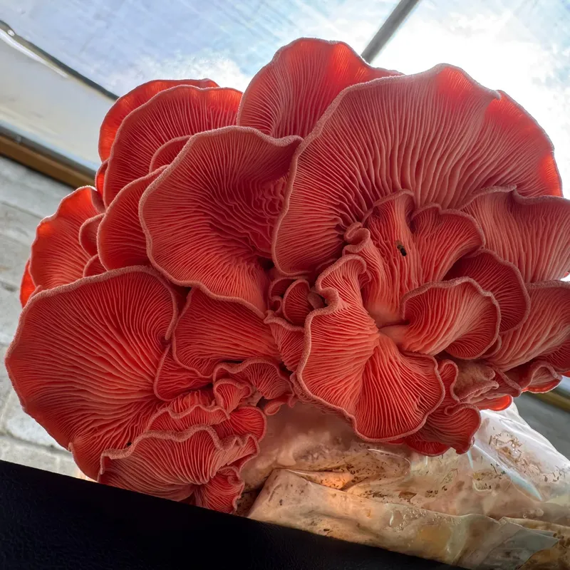 Pink Oyster MycoGarden Fruiting Kit - (Pleurotus ostreatus) - Image 5