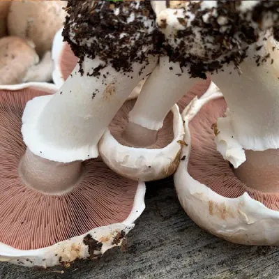Portabella Mushroom Fruiting Kit - Product Image