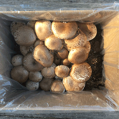 Portabella Mushroom Fruiting Kit - Image 2