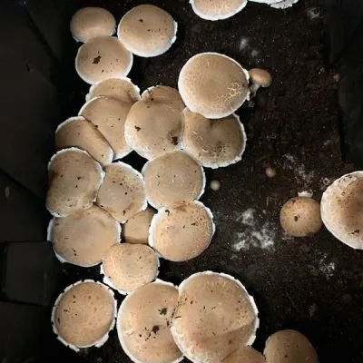 Portabella Mushroom Fruiting Kit - Image 3
