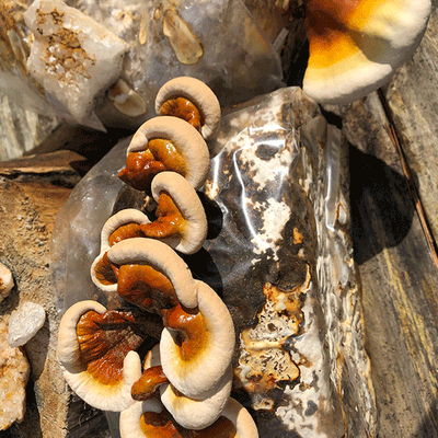 Reishi Fruiting Kit - Product Image