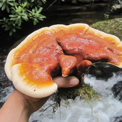 Reishi Mushroom Plugs - (Ganoderma spp.) - Product Image