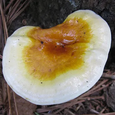 Reishi Mushroom Plugs - (Ganoderma spp.) - Image 5