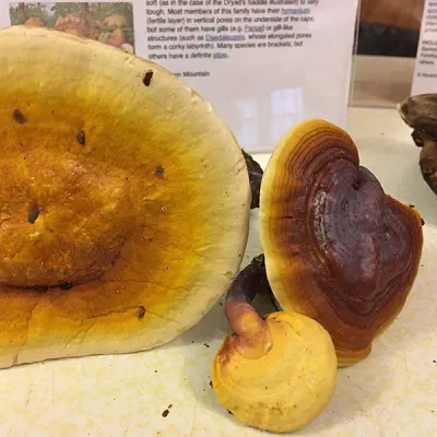 Reishi Mushroom Plugs - (Ganoderma spp.) - Image 6