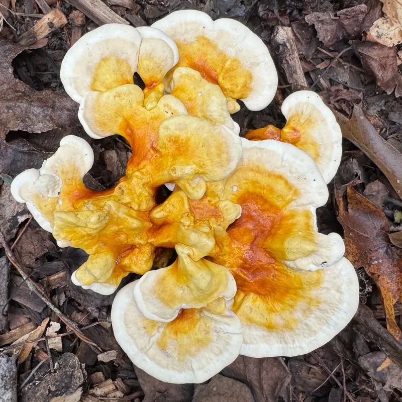 Reishi MycoGarden Fruiting Kit - (Ganoderma curtisii) - Product Image