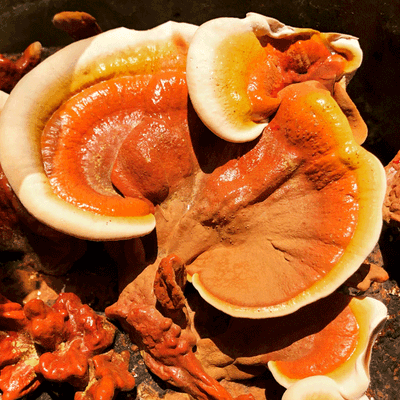 Reishi MycoGarden Fruiting Kit - (Ganoderma curtisii) - Image 2