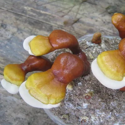 Reishi Sawdust Spawn - (Ganoderma spp.) - 5lb - Image 2