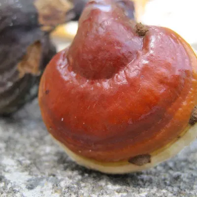 Reishi Sawdust Spawn - (Ganoderma spp.) - 5lb - Image 3